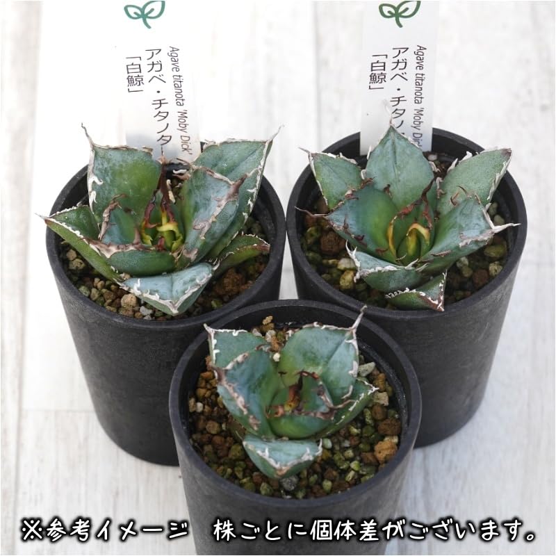 Amazon｜アガベ・チタノタ ”白鯨” 2.5号鉢｜観葉植物 オンライン通販
